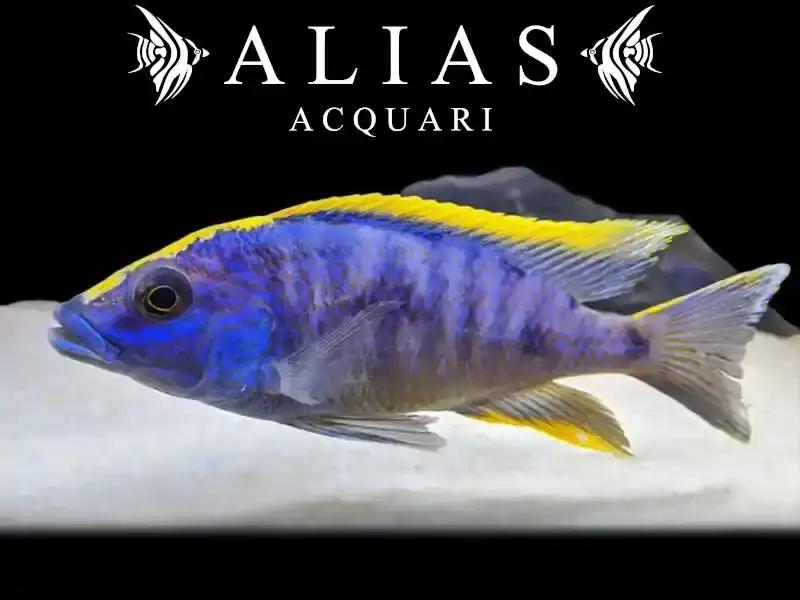 Otopharynx lithobates «Roxy»