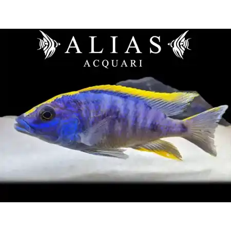 Otopharynx lithobates «Roxy»