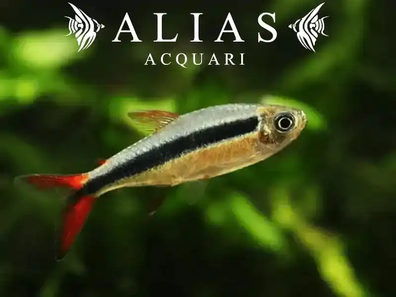 Thayeria Rio Teles Spires