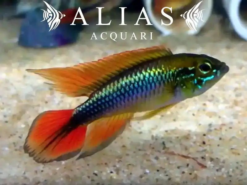 Apistogramma Agassizii super red