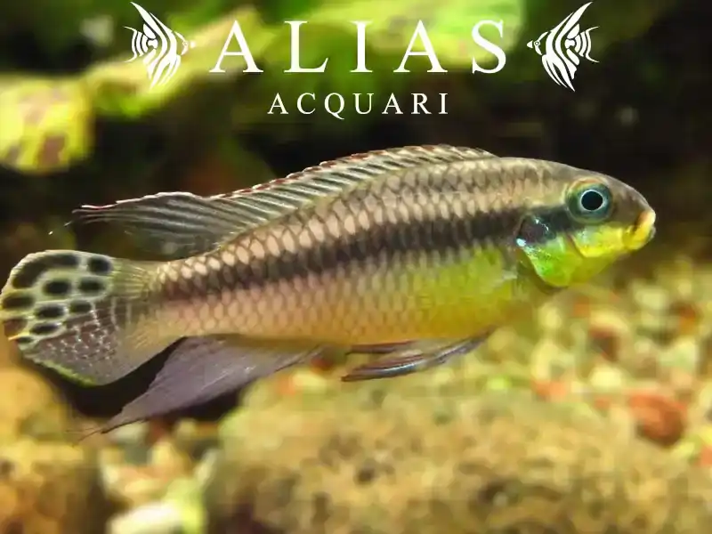 Pelvicachromis Taeniatus Kluegei