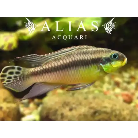 Pelvicachromis Taeniatus Kluegei