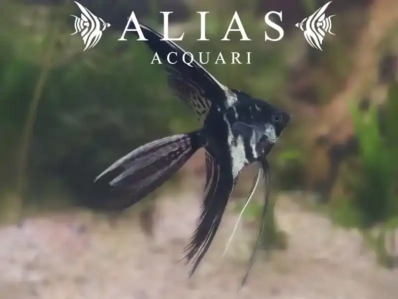 Pterophyllum scalare marble pinne a velo