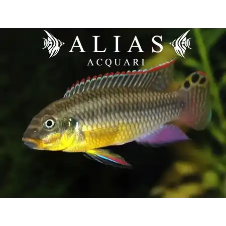 Pelvicachromis Taeniatus (Kribensis) nange