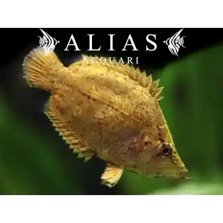 Monocirrhus polyacantus