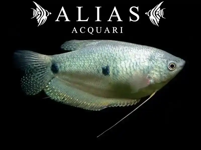 Trichogaster trichopterus Silver