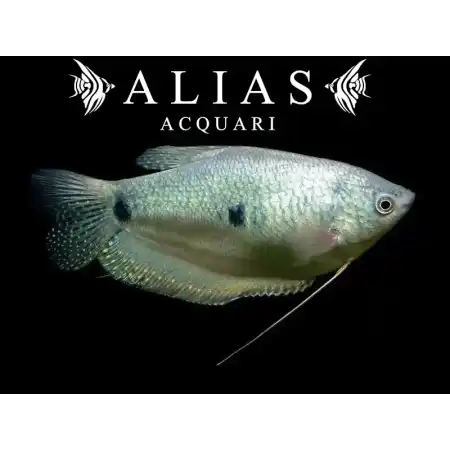 Trichogaster trichopterus Silver