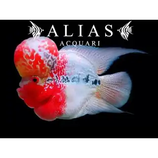 Cichlasoma Big Head Flowerhorn