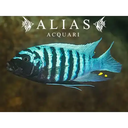 Pseudotropheus zebra