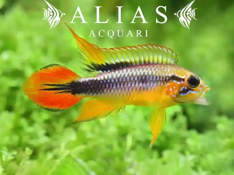 Apistogramma Agassizii gold red