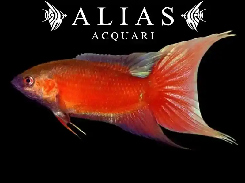 Macropodus Opercularis red color