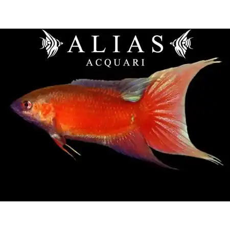 Macropodus Opercularis red color