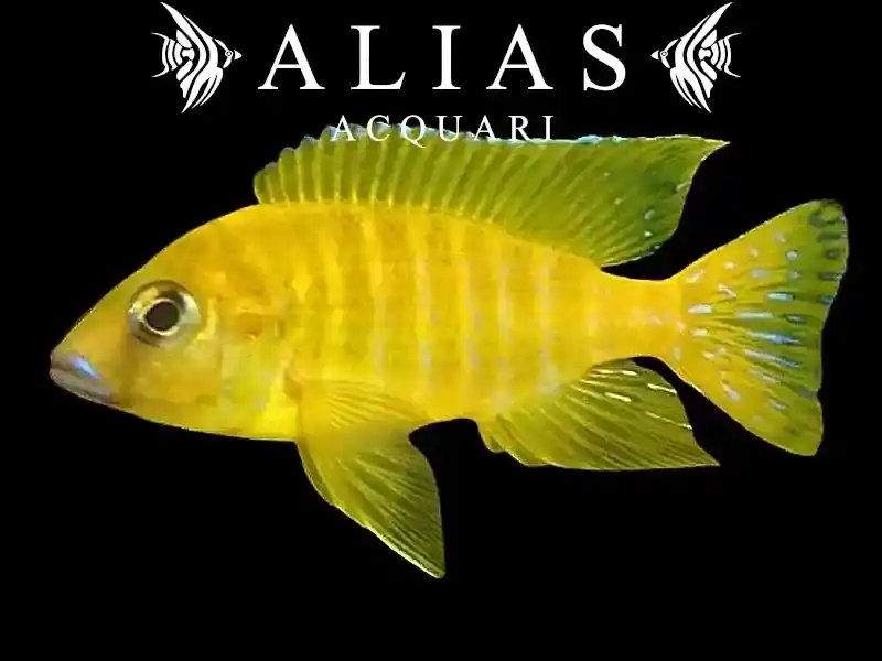 Aulonocara stuartgranti Maleri Island Gold