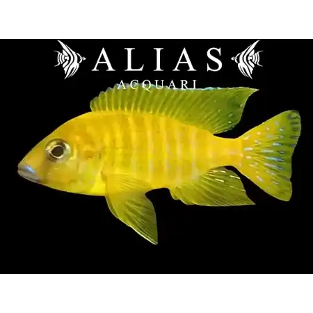 Aulonocara stuartgranti Maleri Island Gold