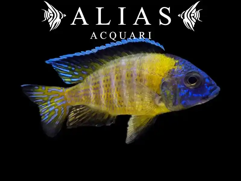 Aulonocara Stuartgranti Usisya