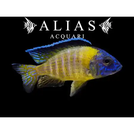 Aulonocara Stuartgranti Usisya