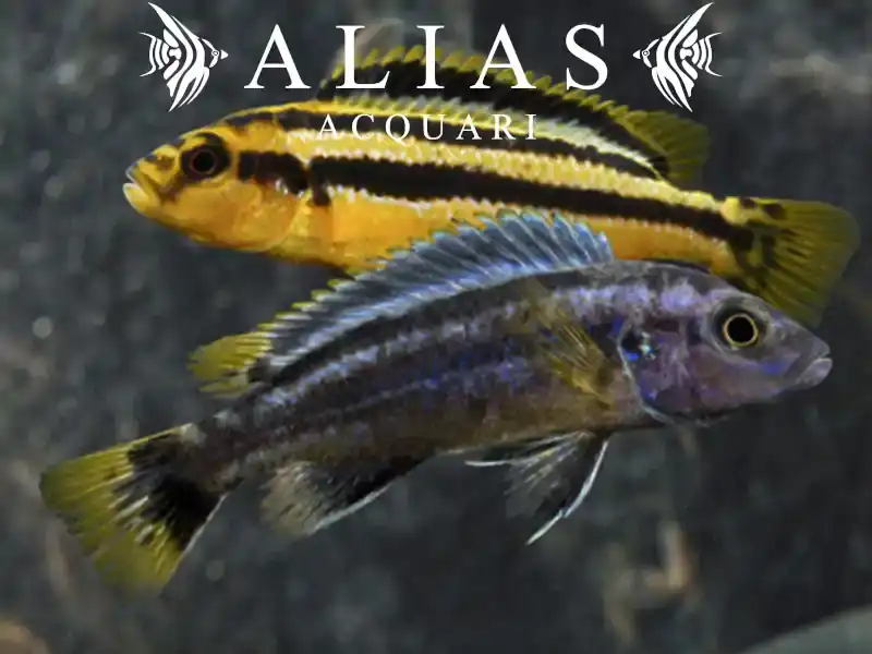 Melanochromis Chipokae