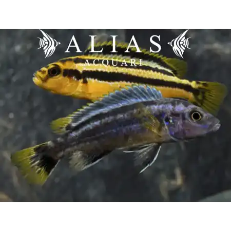 Melanochromis Chipokae