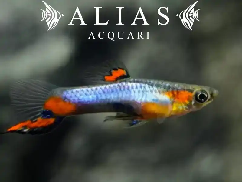 Poecilia endler Blue Star