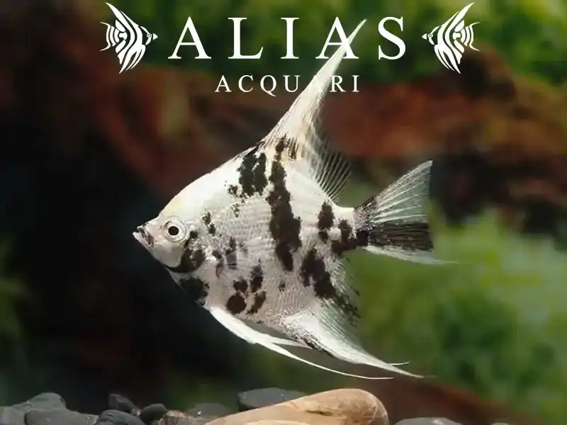 Pterophyllum scalare Platinum Panda