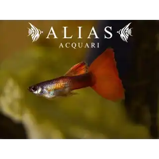 Guppy maschio Red Turquoise