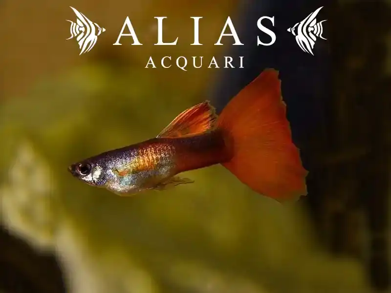 Guppy maschio Red Turquoise