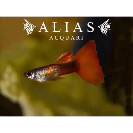 Guppy maschio Red Turquoise