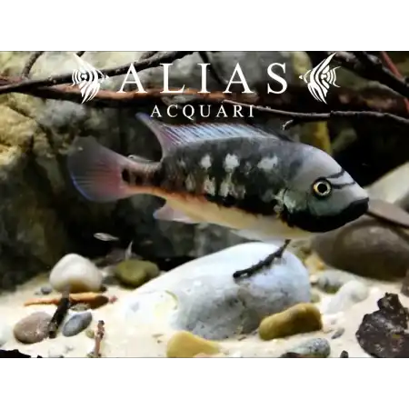 Talamancaheros Sieboldii