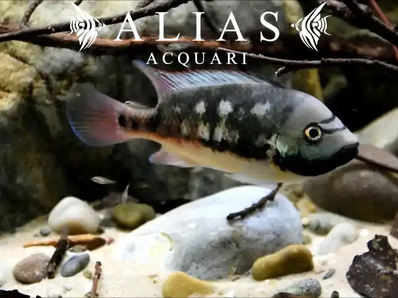 Talamancaheros Sieboldii