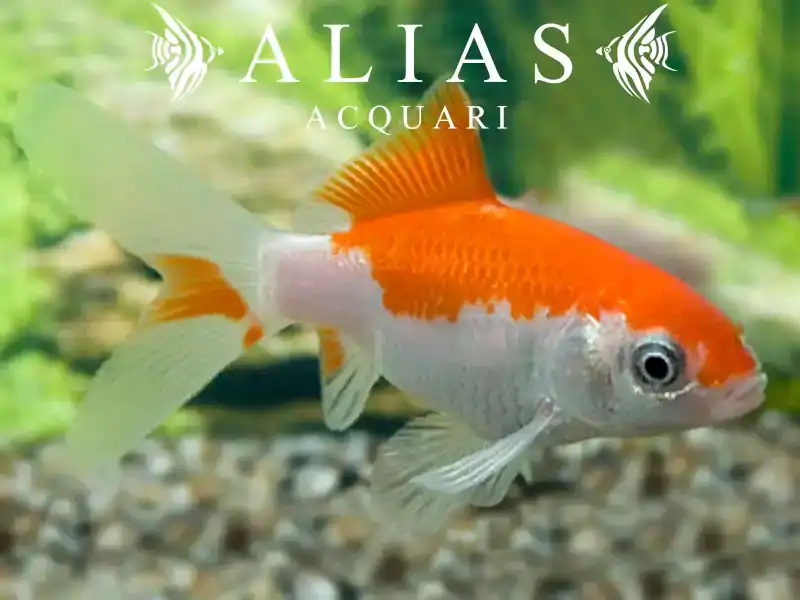 Carassius auratus sarasa
