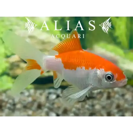 Carassius auratus sarasa
