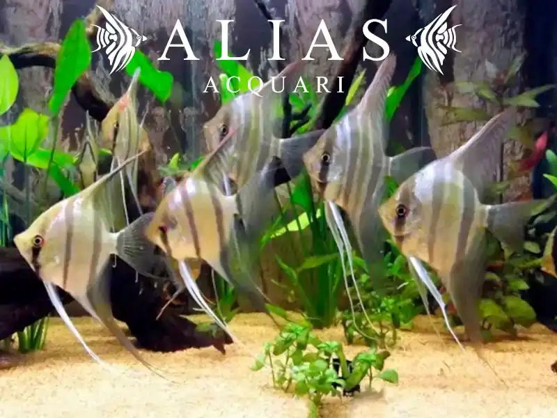 Pterophyllum scalare Santa Izabel