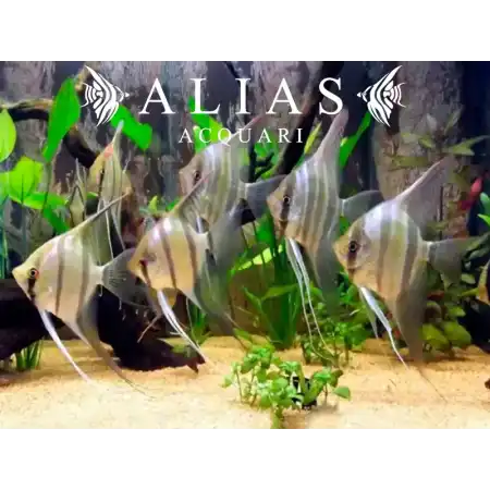Pterophyllum scalare Santa Izabel
