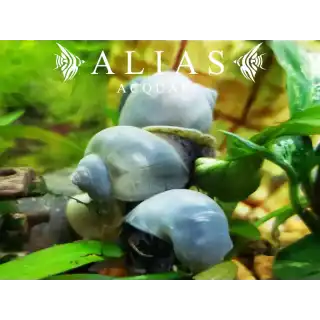 Amularis sp. Australs Blue