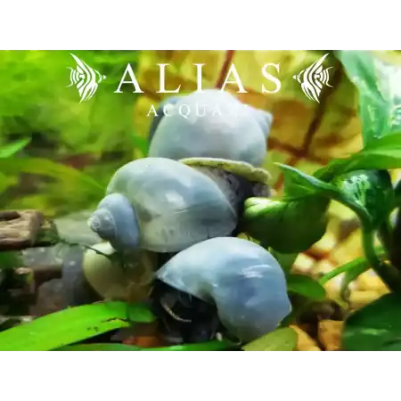 Amularis sp. Australs Blue