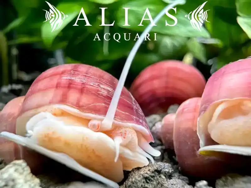 Amularis sp. Australs Pink