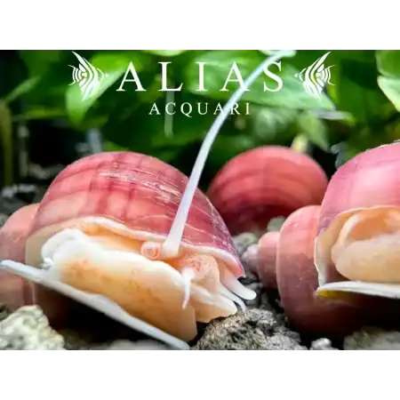 Amularis sp. Australs Pink