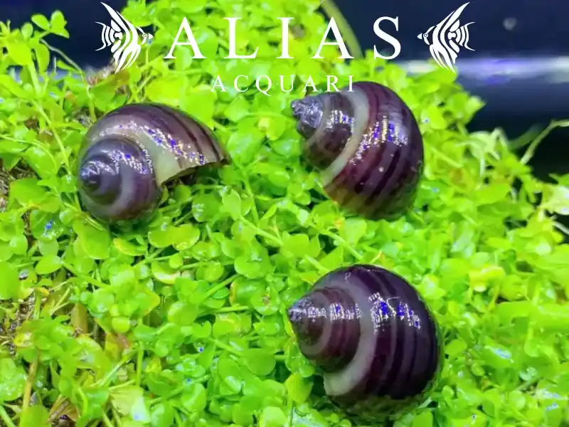 Amularis sp. Australs Purple