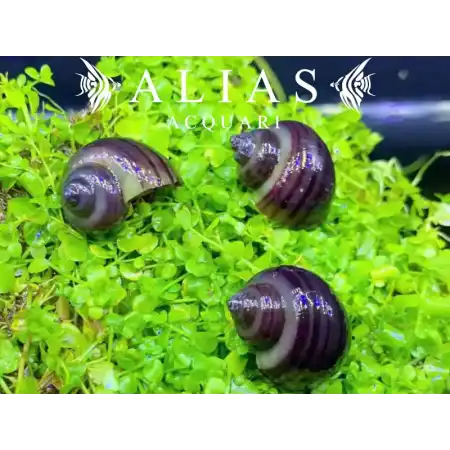 Amularis sp. Australs Purple