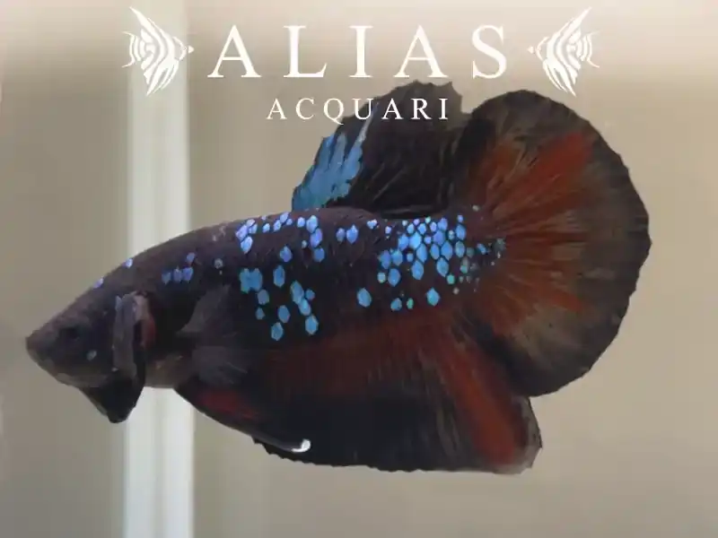 Betta splendens male Plakat Avatar