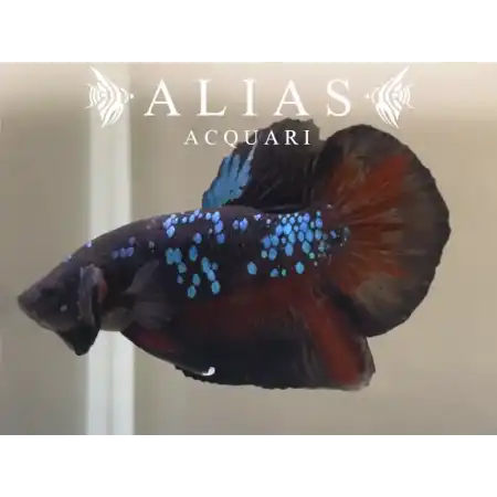 Betta splendens male Plakat Avatar