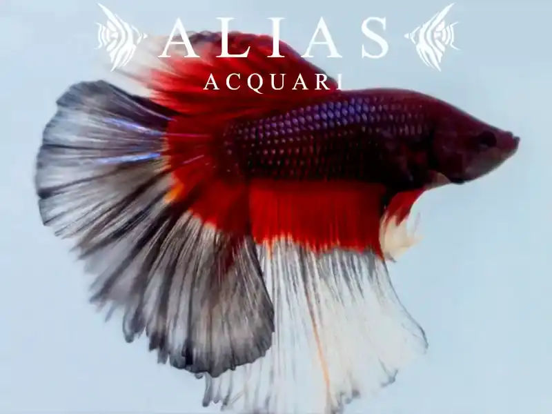 Betta splendens male Halfmoon Butterfly