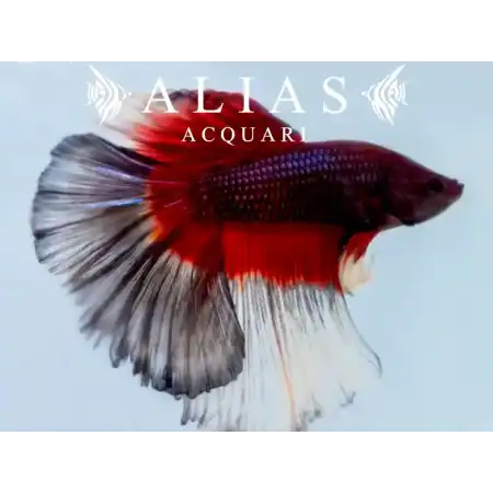 Betta splendens male Halfmoon Butterfly