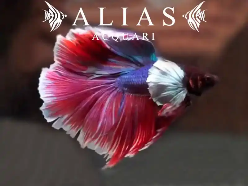 Betta splendens male Big Ears