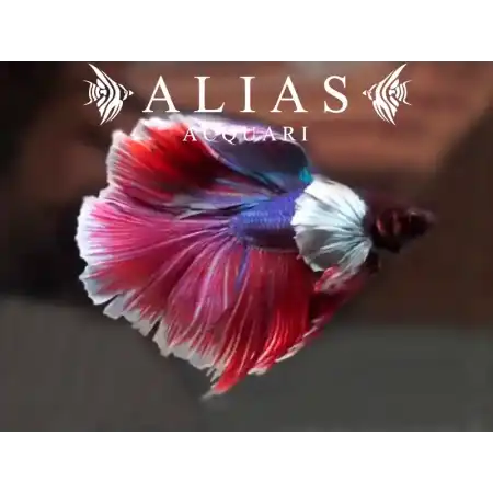 Betta splendens male Big Ears