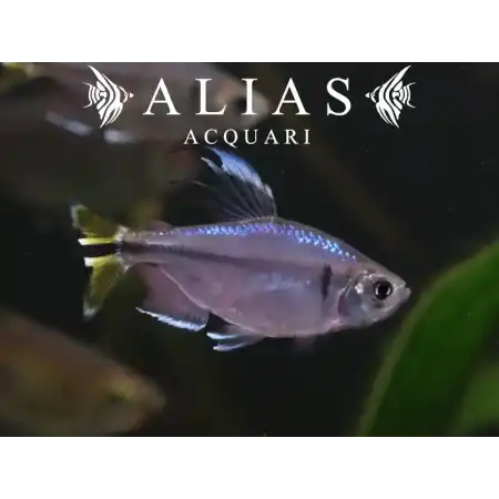 Hemigrammopetersius Caudalis