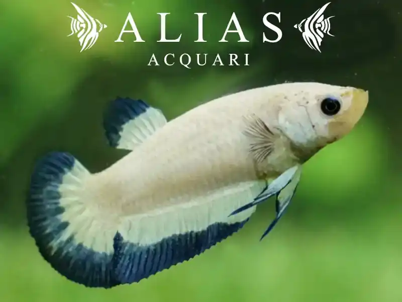 Betta splendens female Plakat Blue Rim