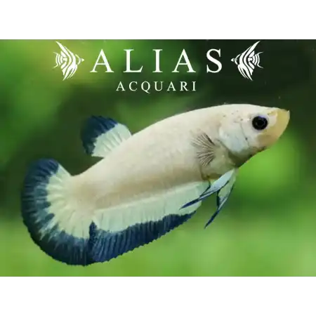 Betta splendens female Plakat Blue Rim