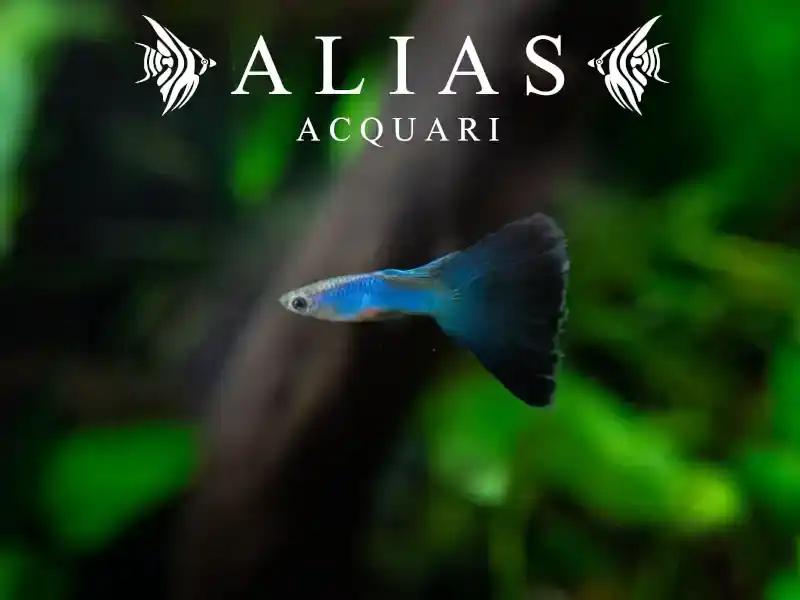 Guppy in coppia Singa Blue Delta