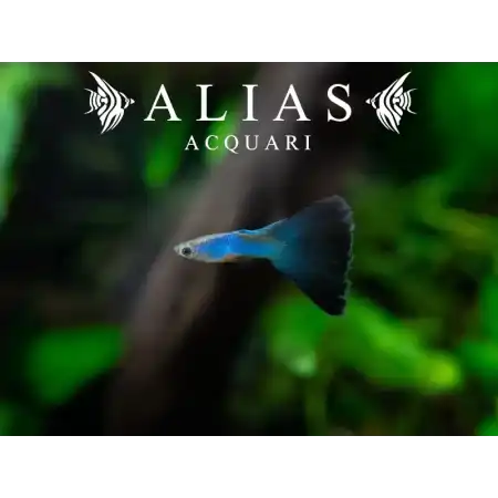 Guppy in coppia Singa Blue Delta